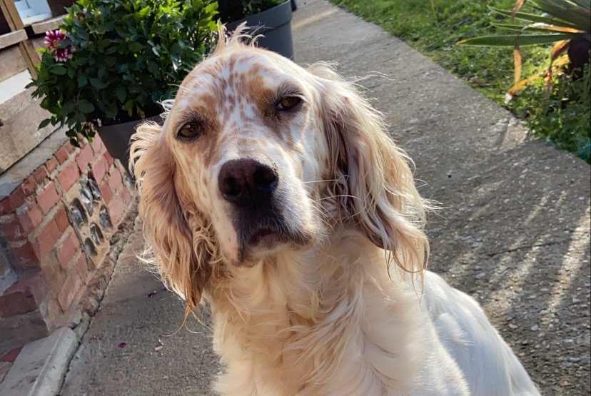 Alerte Disparition Chien  Femelle , 7 ans Saint-Sylvestre-de-Cormeilles France