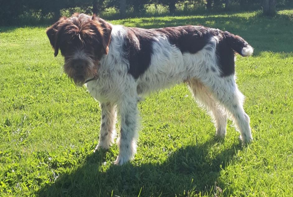 Alerta desaparecimento Cão Macho , 6 anos Saint-Christophe-sur-Avre France Alerta desaparecimento Cão Macho , 6 anos Saint-Christophe-sur-Avre France