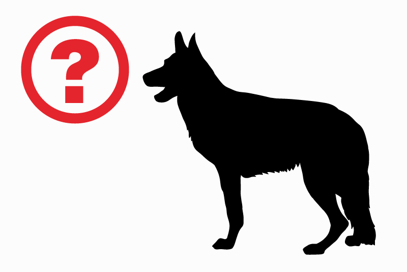 Alerte Découverte Chien  Mâle Breteuil France